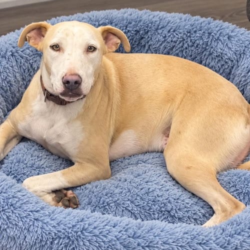 Photo of JP, adoptable American Bulldog in Mobile, Alabama