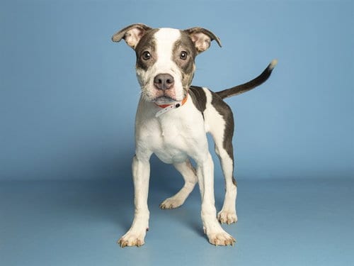 Photo of Swirl, adoptable American Pit Bull Terrier in Phoenix, Arizona