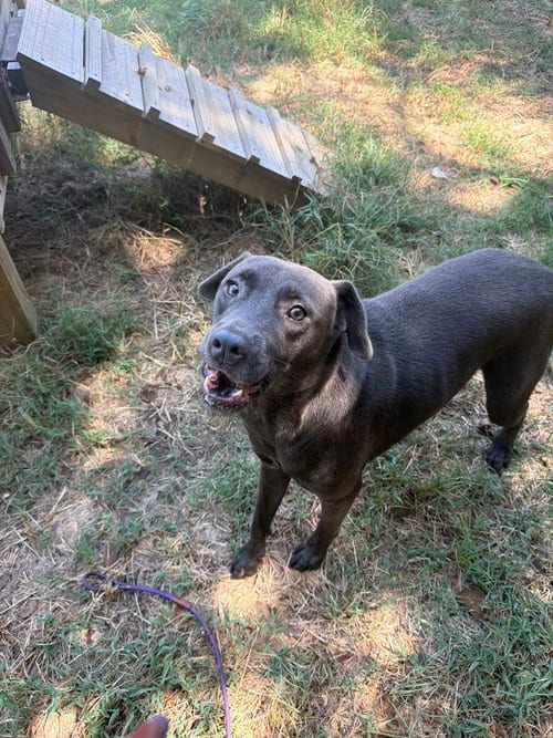 Photo of Teddy, adoptable Labrador Retriever in Jackson, Mississippi