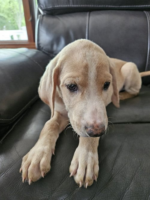 Photo of Dolce 1512, adoptable Hound in ROLLING MEADOWS, Illinois