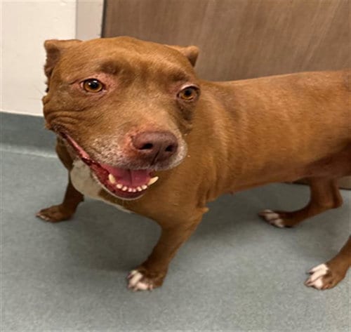 Photo of Sienna, adoptable American Pit Bull Terrier in Baytown, Texas