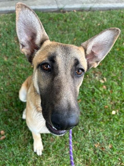 Photo of Aspen, adoptable German Shepherd Dog in Lodi, California