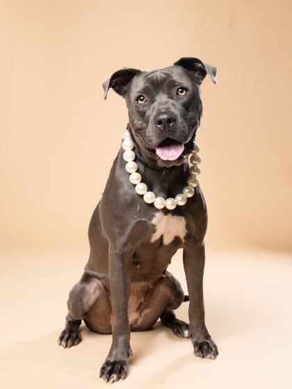 Photo of Pearl, adoptable dog in Atlanta, Georgia