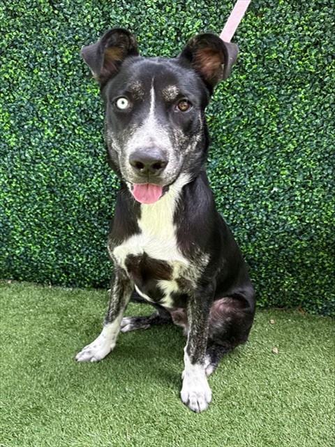 Photo of Picasso, adoptable Labrador Retriever in Naples, Florida
