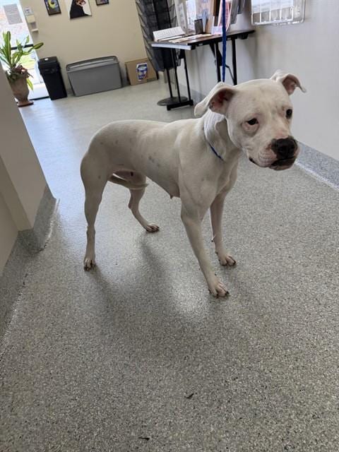 Photo of Snowie, adoptable Boxer in Pasadena, Texas