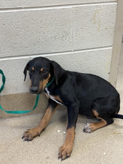 Photo of Thumper, adoptable Doberman Pinscher/Mix