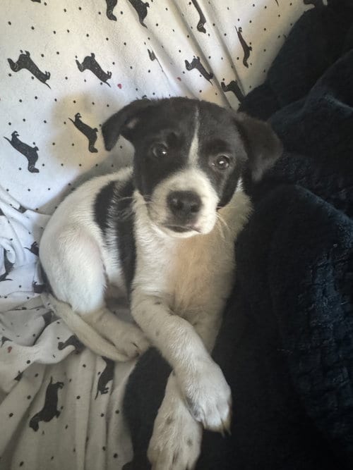 Photo of Inky, adoptable Terrier in Bellevue, Washington