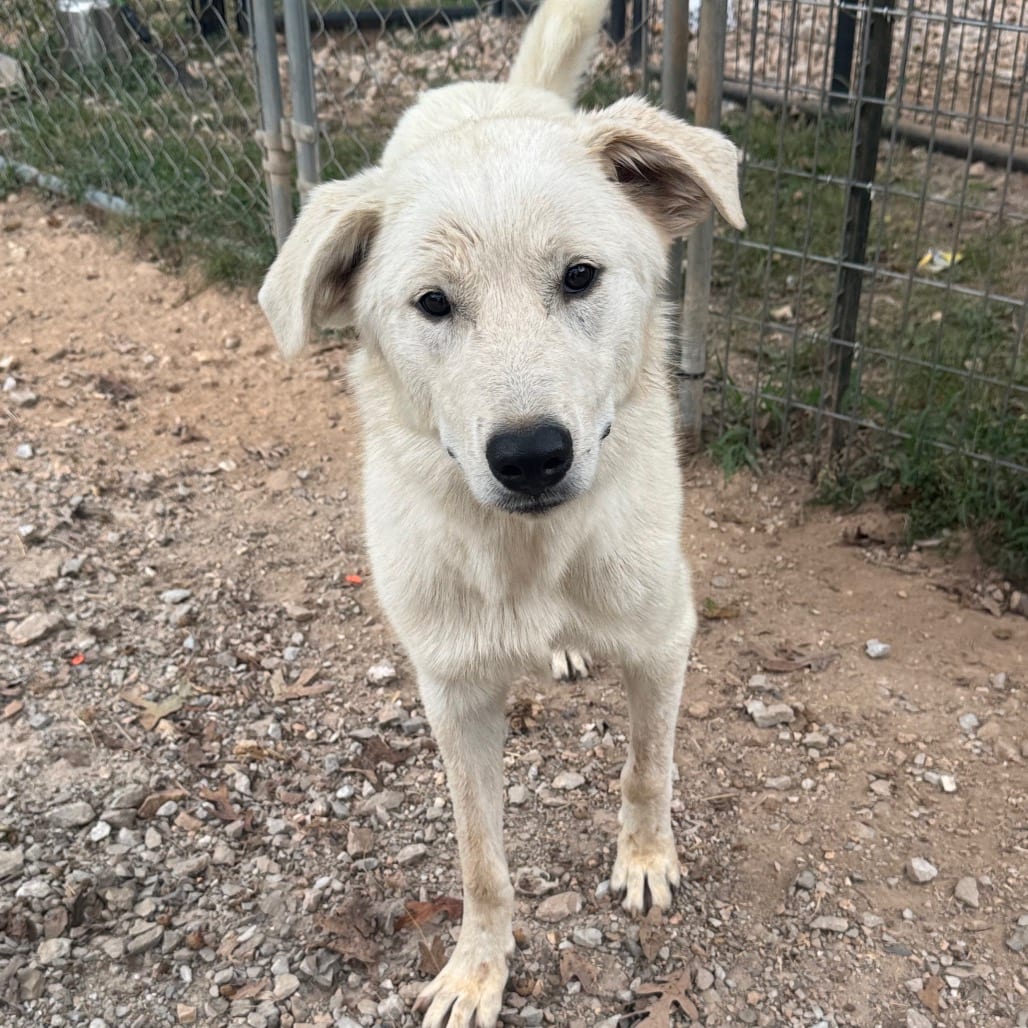 Photo of Saga, adoptable Pyrenees, Great in Pineville, Missouri