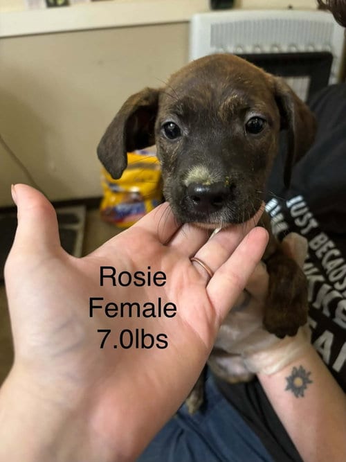 Photo of Johnson Rs : Rosie, adoptable Boxer in Aurora, Indiana