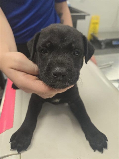 Photo of Alexander, adoptable American Pit Bull Terrier in Corpus Christi, Texas