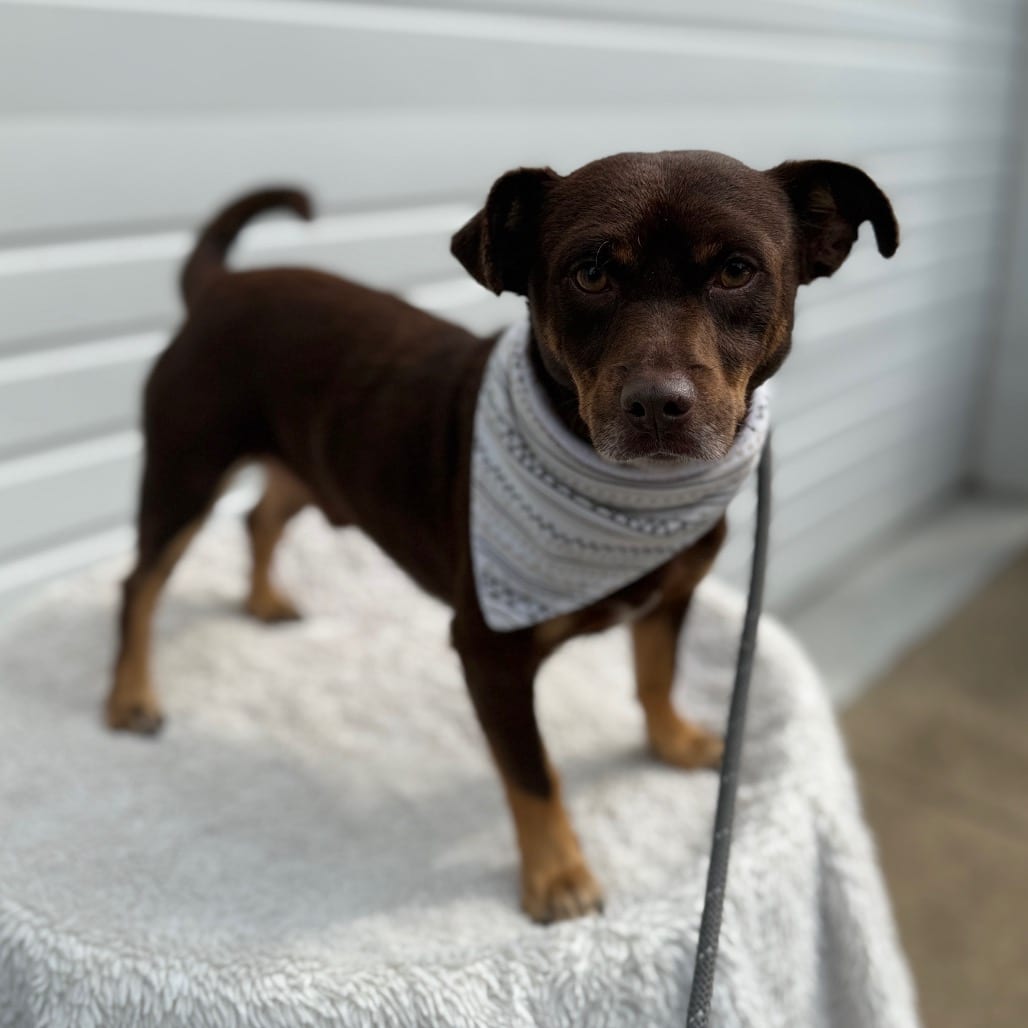 Photo of Alden, adoptable Chihuahua in Newberg, Oregon