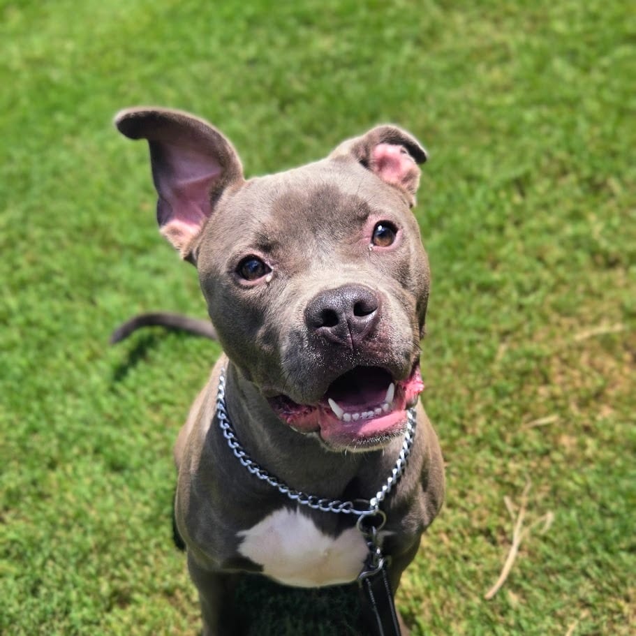 Photo of Delilah, adoptable Pit Bull Terrier in Douglasville, Georgia