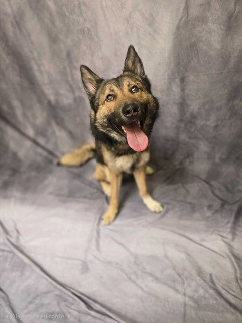 Photo of Rowdy- D2026253, adoptable German Shepherd Dog in Ogden, Utah