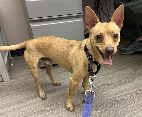 Photo of Mojo, adoptable Chihuahua in Martinez, California
