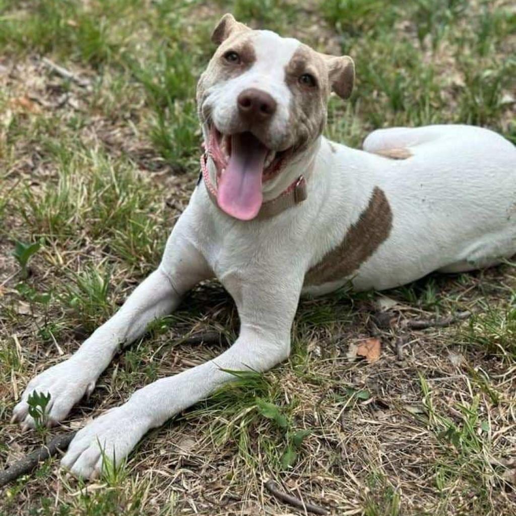 Photo of Shara, adoptable Mixed Breed (Medium)