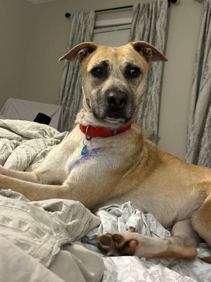 Photo of Mila, adoptable dog in Atlanta, Georgia