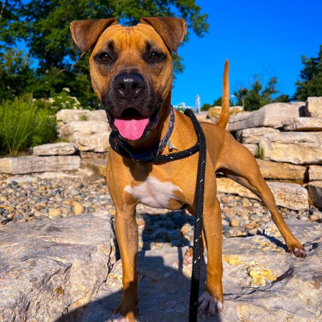 Photo of Mr. Ice, adoptable Mixed Breed (Medium) in St. Louis, Missouri
