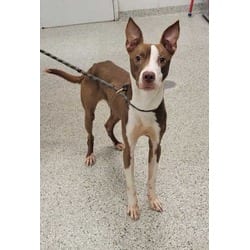 Photo of Reed, adoptable American Pit Bull Terrier in Kansas City, Missouri