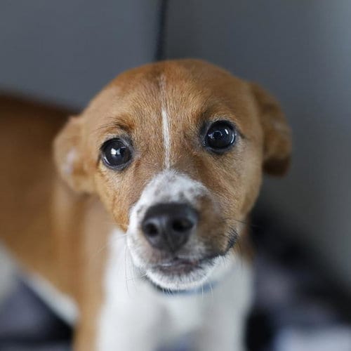 Photo of Ne-Yo, adoptable Jack Russell Terrier (Parson Russell Terrier) in San Antonio, Texas