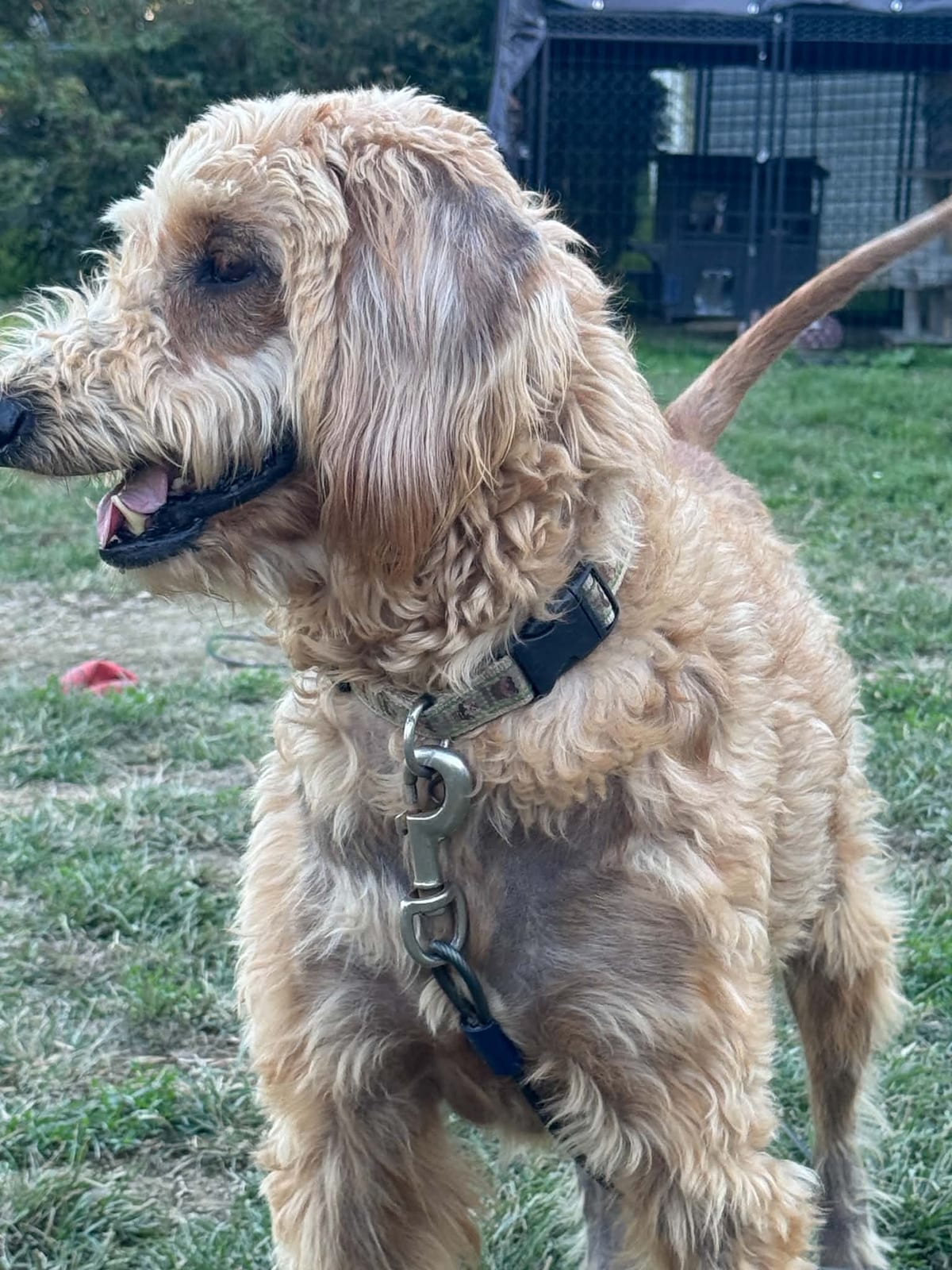 Photo of Claire, adoptable Standard Poodle in Fayetteville, West Virginia