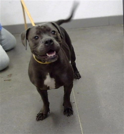 Photo of Nyla, adoptable American Pit Bull Terrier in Mesa, Arizona