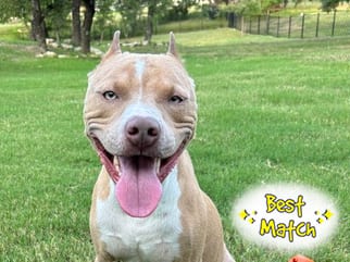 Photo of PoBoy, adoptable dog in Georgetown, Texas