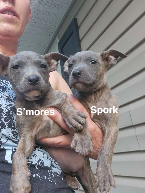 Photo of S'mores (Camping Litter), adoptable American Staffordshire Terrier in Holly Springs, North Carolina