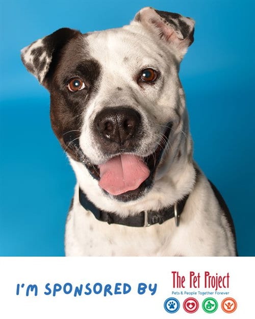 Photo of Fendi, adoptable American Staffordshire Terrier in Fort Lauderdale, Florida