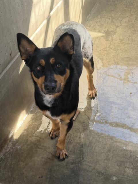 Photo of Unity, adoptable Australian Kelpie in San Pedro, California