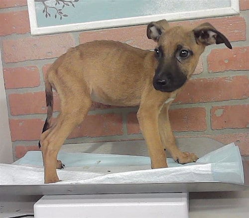 Photo of Kennedy, adoptable Staffordshire Bull Terrier in Houston, Texas