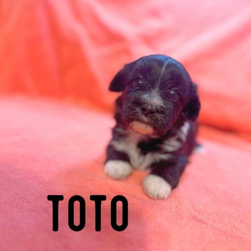 Photo of Toto, adoptable Shih Tzu in Newfield, New Jersey