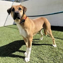 Photo of Tiger 8210, adoptable Labrador Retriever Beagle in Loxahatchee, Florida