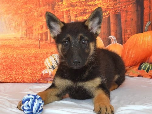 Photo of Pumpkin, adoptable German Shepherd Dog in Oroville, California