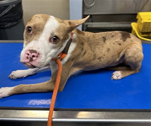 Photo of Cookie, adoptable Boston Terrier in Phoenix, Arizona