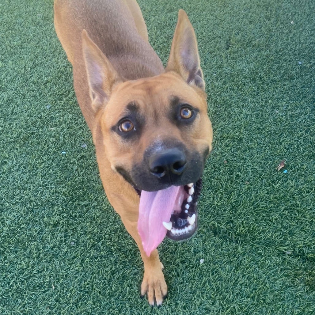 Photo of Melody, adoptable Shepherd / Mixed Breed (Medium) in Henderson, Nevada