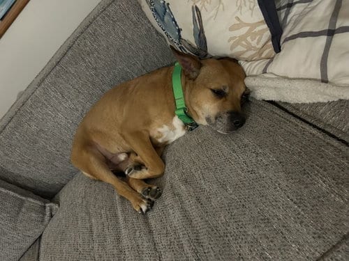 Photo of Snuffy, adoptable Terrier in East Derry, New Hampshire