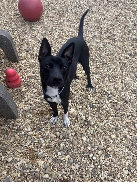 Photo of Captain John, adoptable Pit Bull Terrier in Forestville, Maryland
