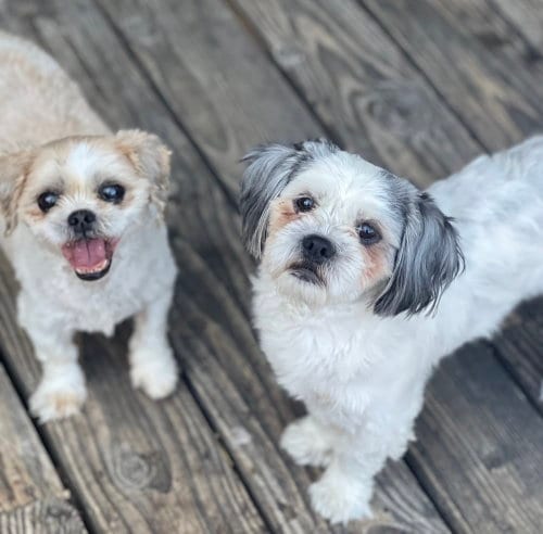 Photo of Benson and Bailey, adoptable Shih Tzu in Dana Point, California