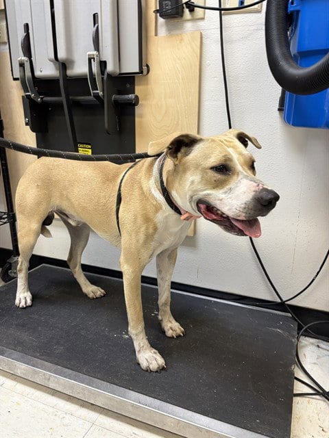 Photo of Champ, adoptable American Pit Bull Terrier in Corpus Christi, Texas