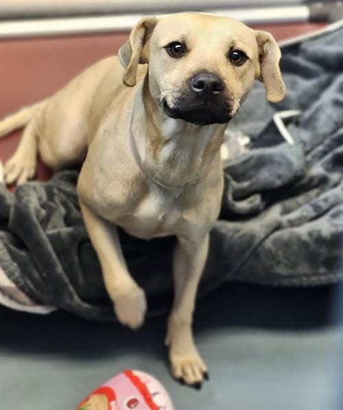 Photo of Big T, adoptable Staffordshire Bull Terrier in Houston, Texas
