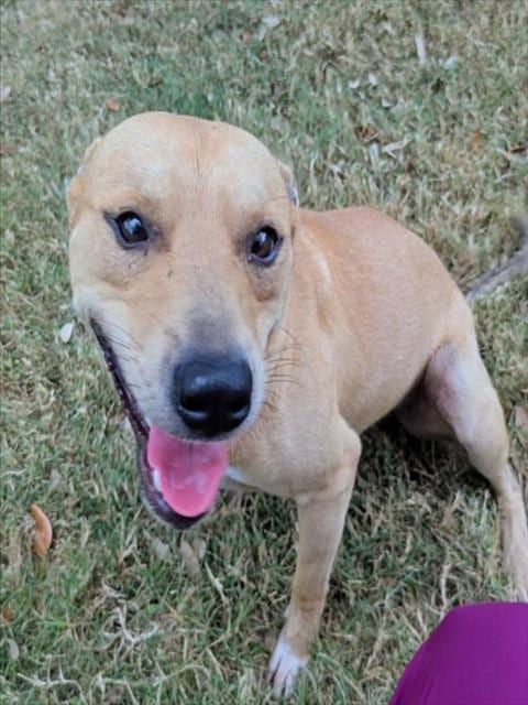 Photo of Rizz, adoptable Pit Bull Terrier in Texas City, Texas