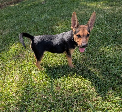Photo of Rezin, adoptable German Shepherd Dog in The Woodlands, Texas