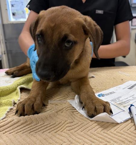 Photo of Sid, adoptable Terrier in Riverside, California