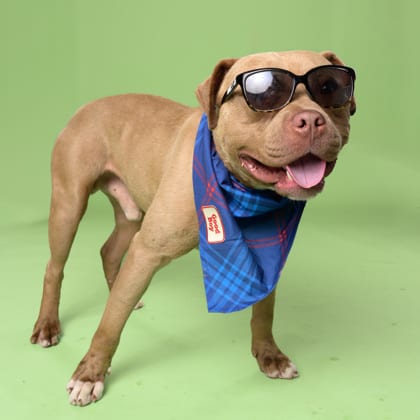 Photo of Gronk, adoptable dog in Atlanta, Georgia