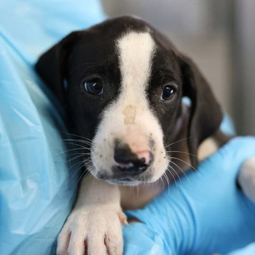 Photo of Ziggy, adoptable American Staffordshire Terrier in San Antonio, Texas