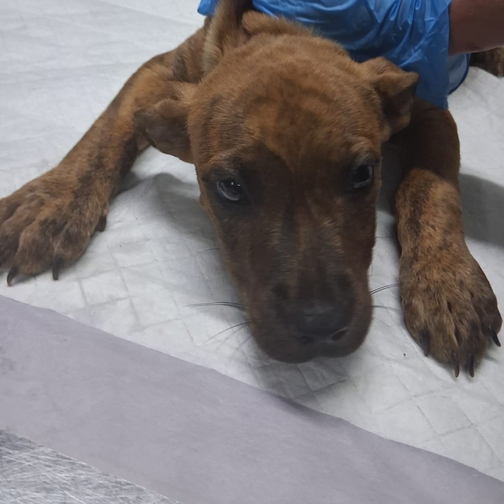 Photo of Bentley, adoptable Mixed Breed (Medium) in Summerville, South Carolina