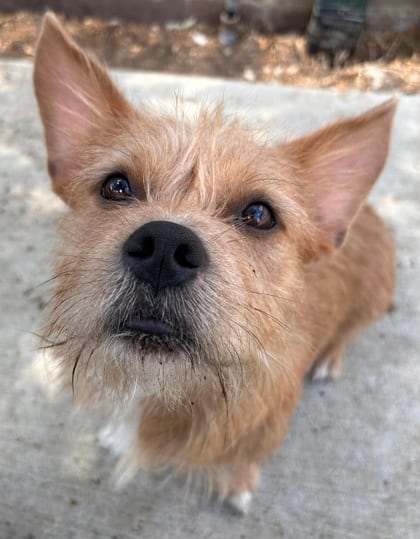 Photo of Rick, adoptable Terrier/Mix in The Colony, Texas