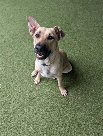 Photo of Liona, adoptable German Shepherd Dog in San Martin, California
