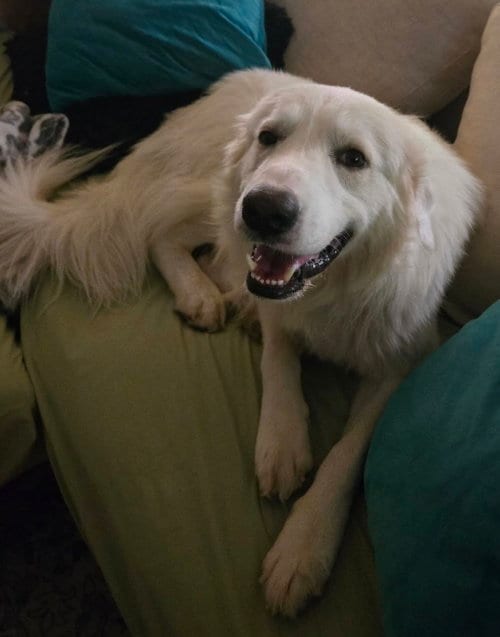 Photo of Archie, adoptable Great Pyrenees in Dallas, Texas