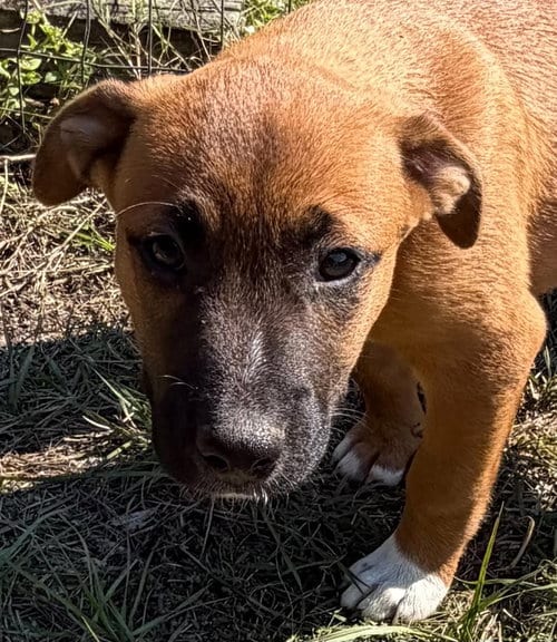Photo of Geno, adoptable Hound in Canton, Connecticut